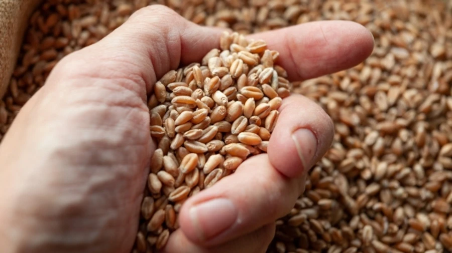 US imposes sanctions on network supplying stolen Ukrainian grain to Houthis