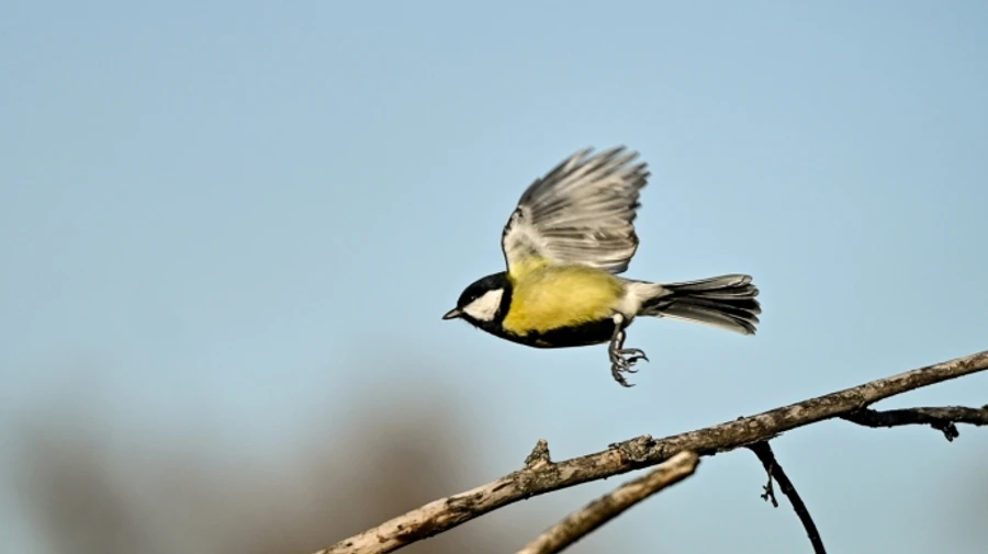 Январь в Украине закончится с +10°, на юге до +17°