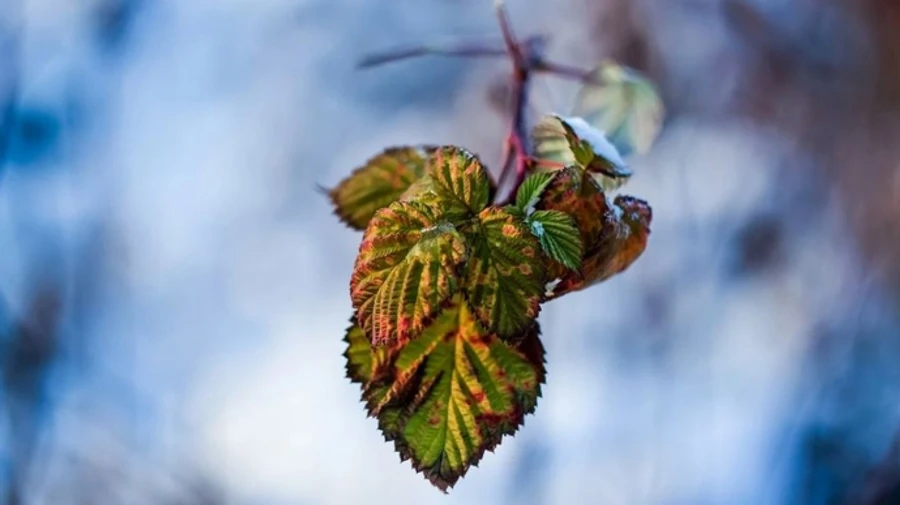 У неділю в Києві зафіксували два температурні рекорди: як в кінці березня