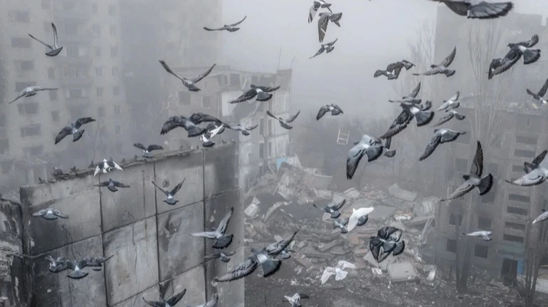 В антидронові сітки потрапляють не тільки ворожі пташки. Неочевидні проблеми, які пернатим створює війна