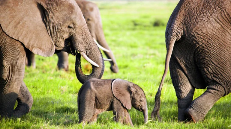 Матриархат и никакого арахиса. Что вы знаете о слонах? ТЕСТ
