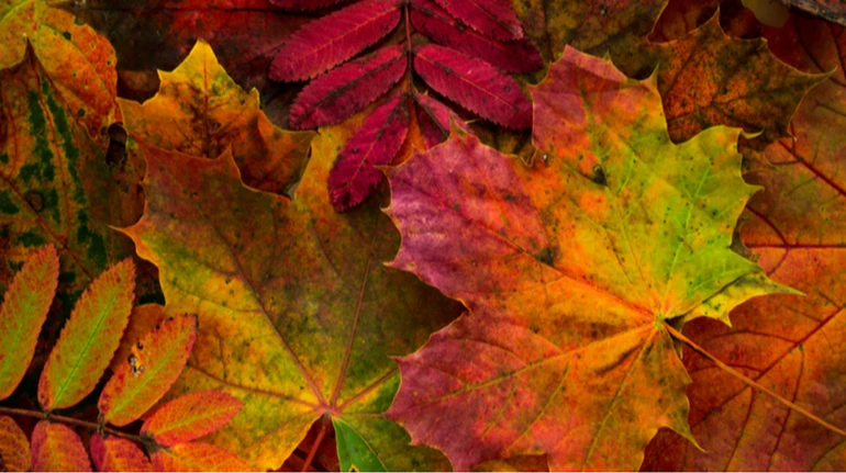 Листя нападало, але звідки? Впізнайте дерево за фото