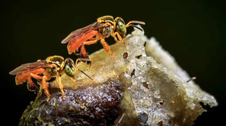 Безжалостные пчелы получили права, как у людей: креативный способ зоозащиты в Перу