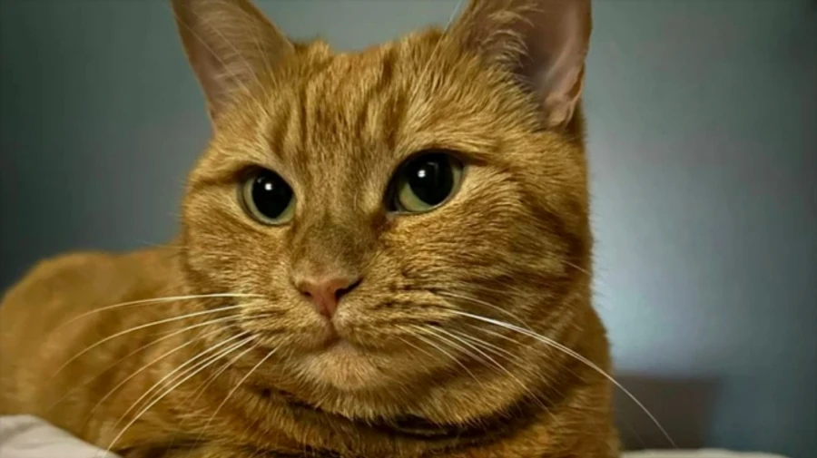 Odesa cat memorises route to shelter: the story of a pet who went viral online