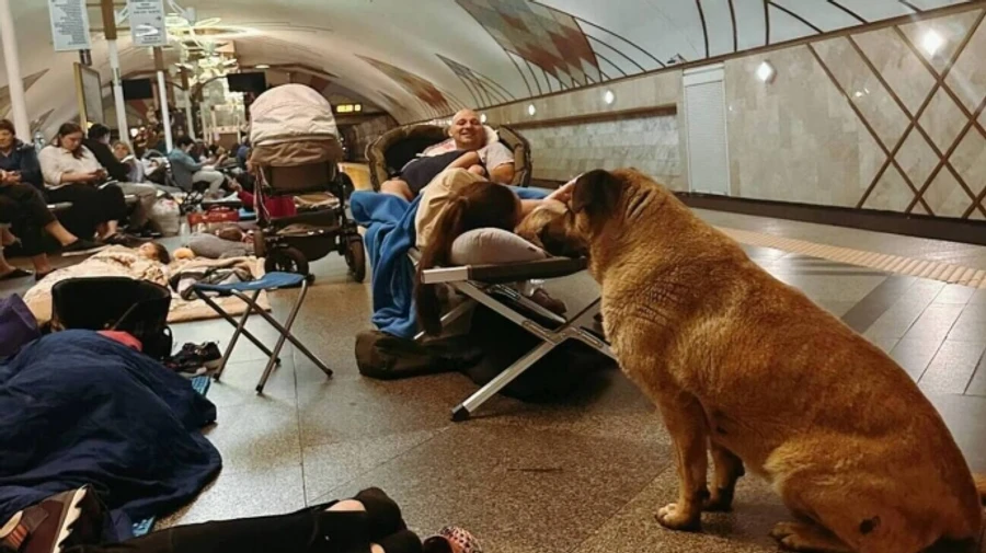 Stray dogs hid in metro alongside people during Russian nighttime attack on Kyiv – photos