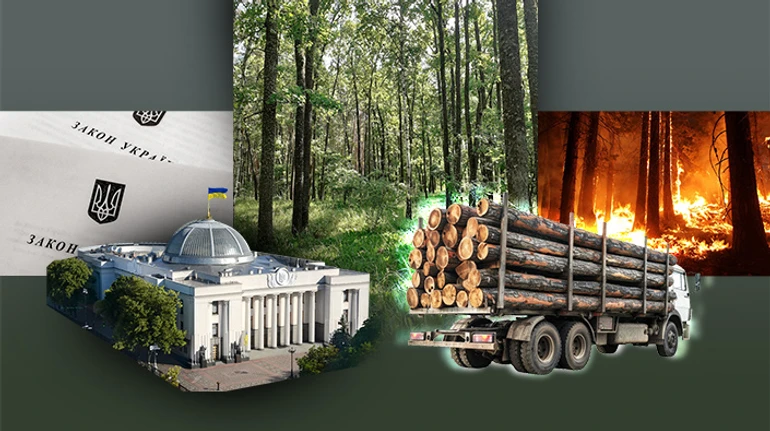 Зелене світло санітарним рубкам. Законопроєкт, який українські ліси не переживуть