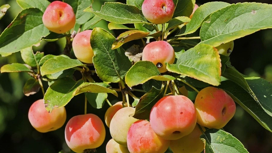 На выходных в Украине будет тепло и солнечно