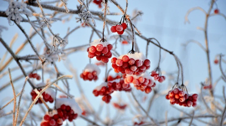 У ніч на 2 січня очікується до -14°, у вихідні мороз дещо відступить
