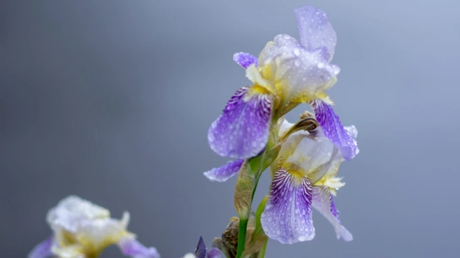 В найближчі дні українців чекає спека, дощі та грози з градом