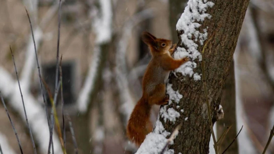 В Україну прогнозують відлигу аж до Різдва 
