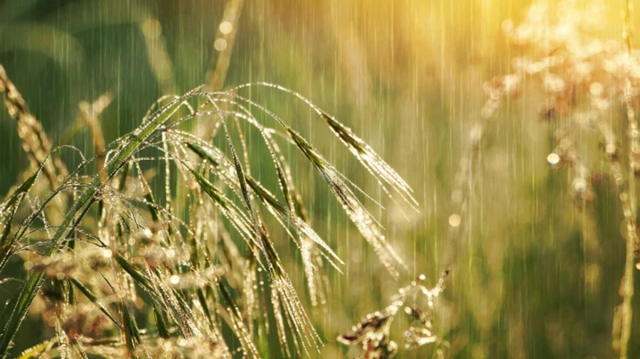 У п’ятницю в низці областей прогнозують заморозки на ґрунті, а на вихідних – дощі