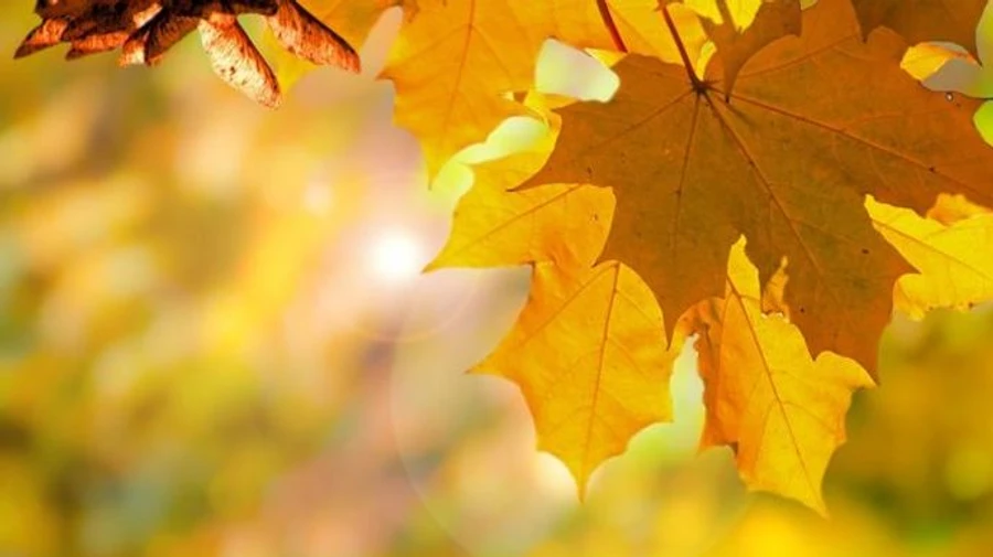 Синоптики обіцяють майже ідеальні осінні вихідні