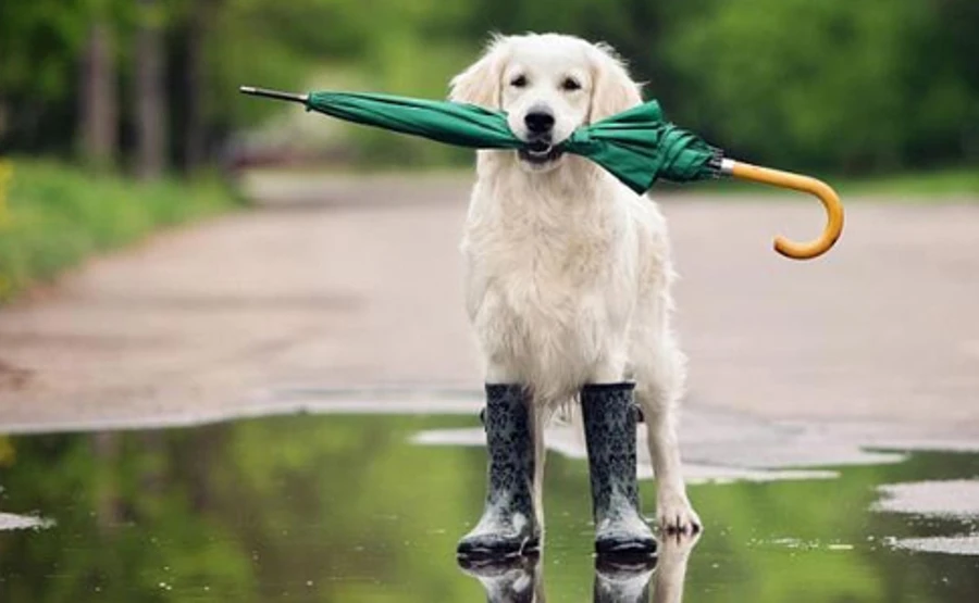 Грозові вихідні: на заході можливі град та шквали 