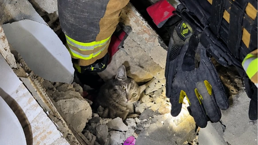 Cat rescued alive from rubble five days after Russian attack on Sloviansk – video