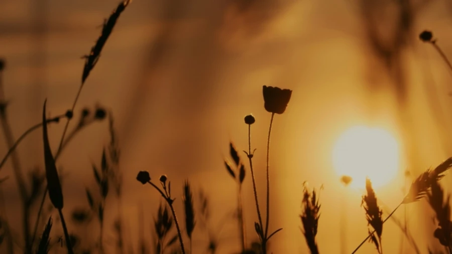 В ближайшие дни в Украине будет жарко и без осадков