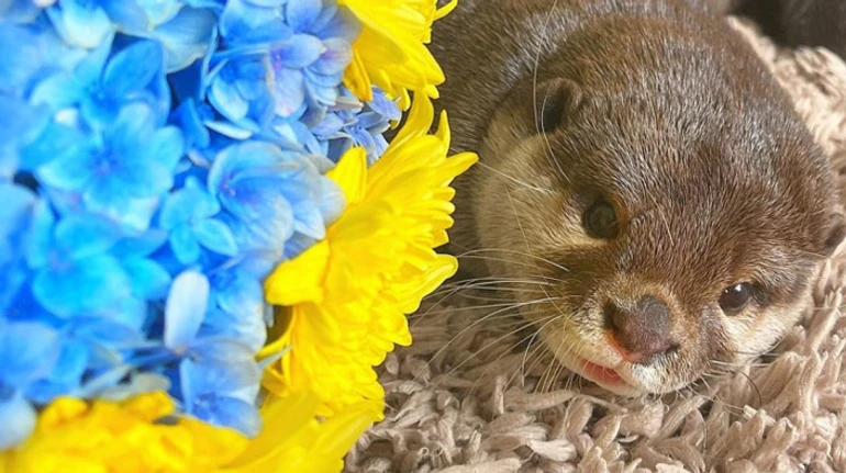 Я не пускаю к выдрам россиян: как выдри-волонтерки из Бали и их владелец помогают ВСУ