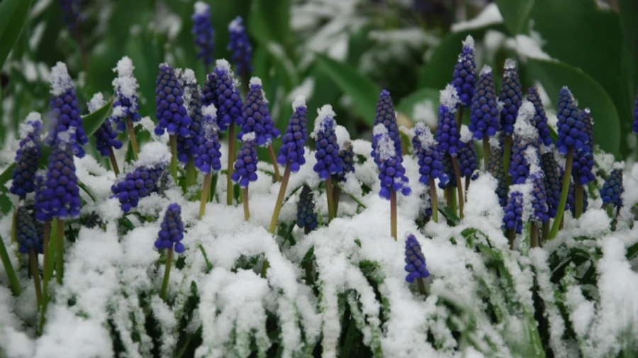 Неделя началась снегом, но впереди - потепление