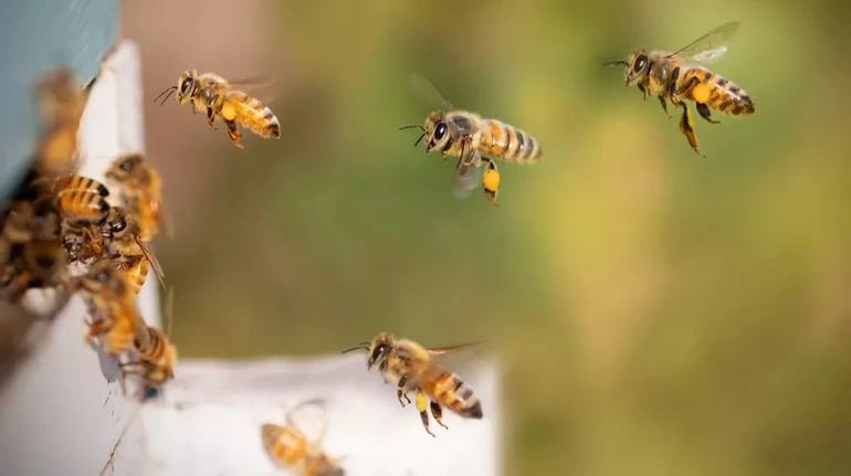 Мозок бджоли замість дата-центру: у ЄС працюють над суперекономним GPS-чипом