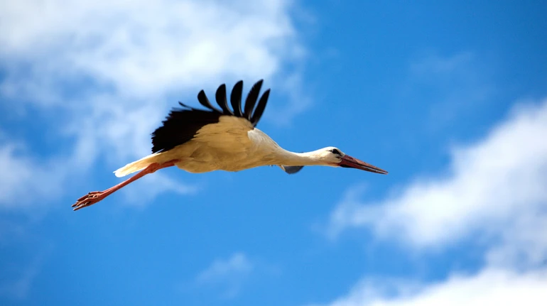 Лелека, бузьок, чорногуз, боцян: як бути добрими сусідами птаху, який повернувся з вирію