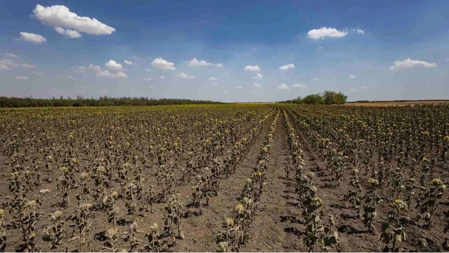 Court orders Russia to pay US$1.6m to Lviv-based business for sunflower seed loss in Luhansk Oblast