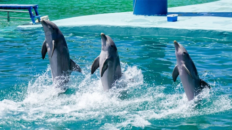 Nemo dolphinarium may have branches in Russia and connections to United Russia party