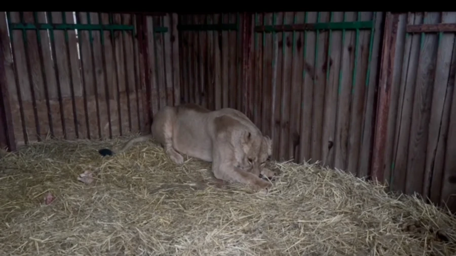 Missile fragments fall 300 metres away from lion cage, lioness shell-shocked after Russian attack – video