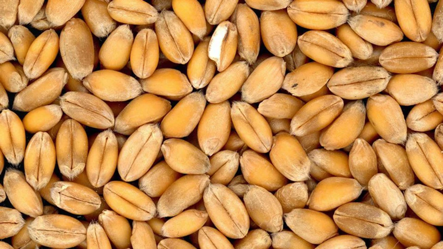 Кулеба поблагодарил Египет, что не взяли российское судно с краденым зерном