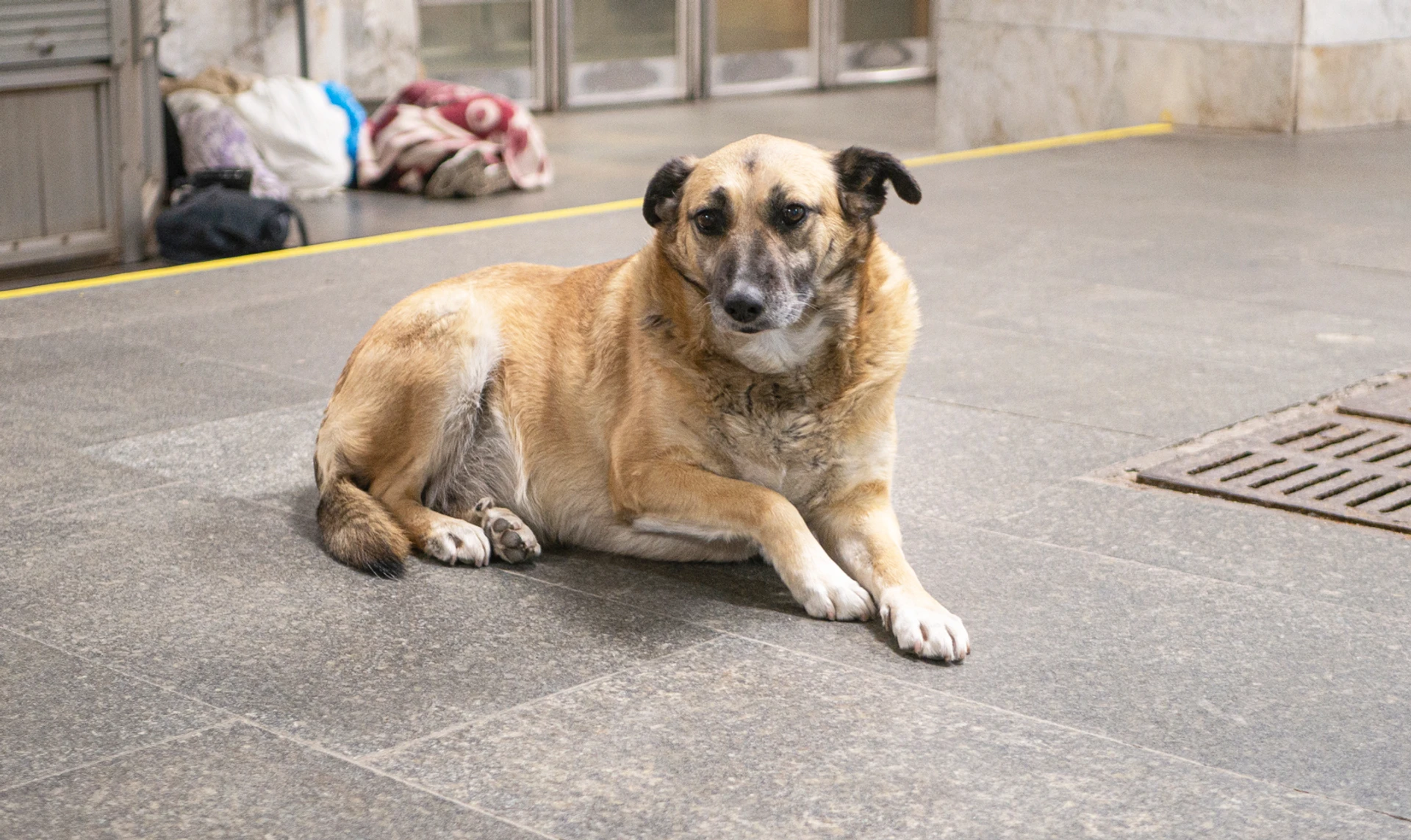Жила-была Марфа. Один день столичной жизни глазами уличной собаки