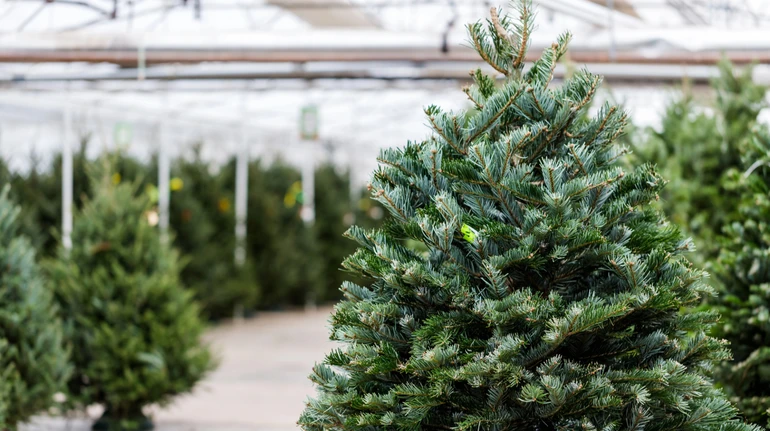 Спрос падает: в Украине стремительно уменьшается рынок живых елок