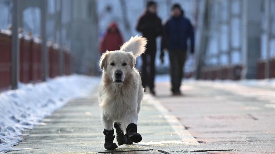 Синоптики прогнозують помірний дощ та мокрий сніг у найближчі дні