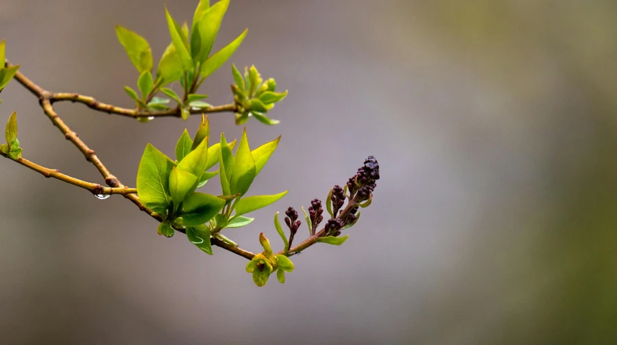 На початку квітня Україну накриють дощі, але вдень прогнозують комфортне тепло