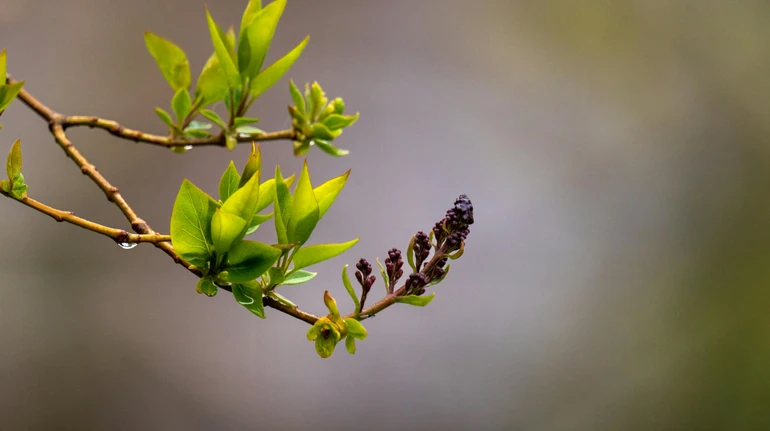 На початку квітня Україну накриють дощі, але вдень прогнозують комфортне тепло