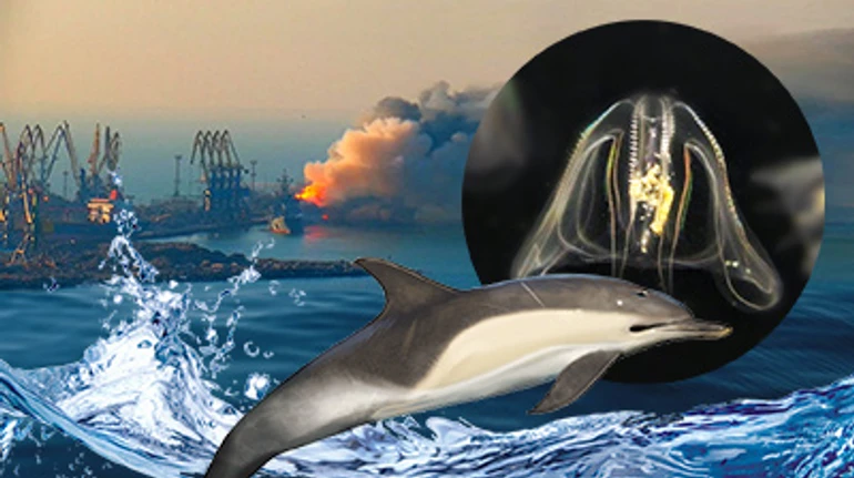 Море катастроф и надежд. Как война ставит небывалый эксперимент над природой Черного моря