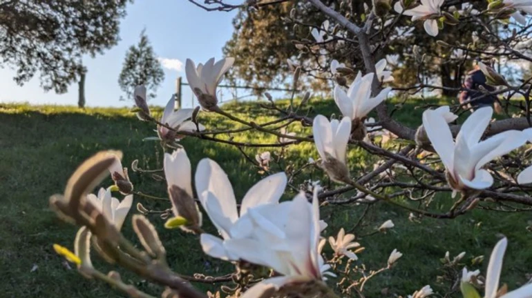 Буде до 17° тепла: синоптики анонсували повернення весни