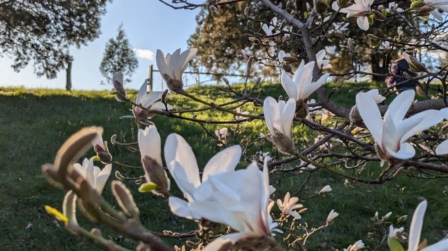 Буде до 17° тепла: синоптики анонсували повернення весни