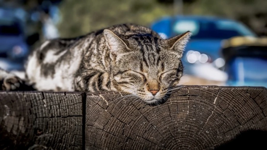 До 20 тепла: в Україні різко потеплішає