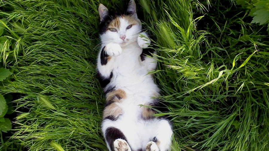 Спека дещо відступить