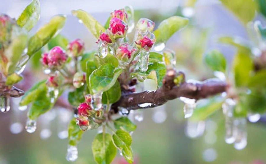 Мороз, ожеледиця і вітер: синоптики оголосили жовтий рівень небезпечності