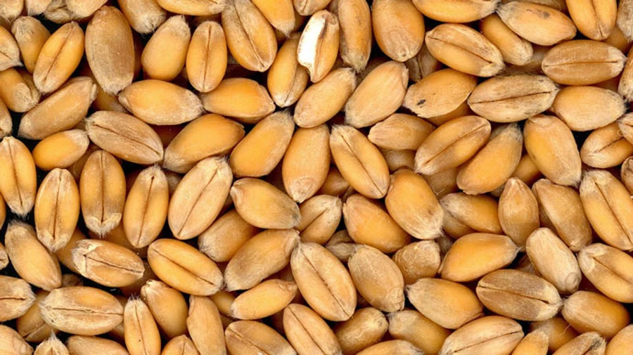 Negotiations on grain agreement on Friday did not bring progress – UN