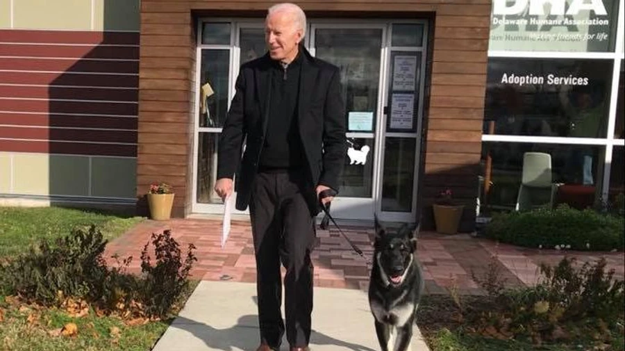 Собаки Байдена вернутся в Белый дом после инцидента с укусом