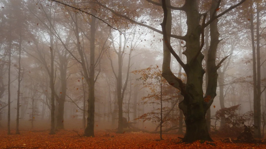 Антициклон блокує опади, вночі та вранці тумани – прогноз