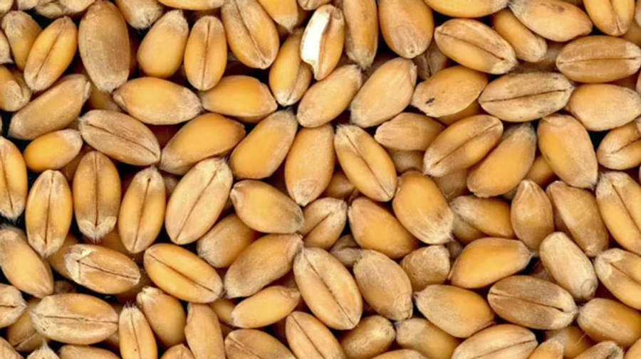 Обстріли портів: Румунія хоче перевозити вдвічі більше українського зерна