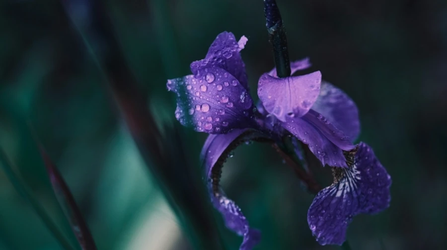 Ближайшие дни в Украине будут прохладными и дождливыми