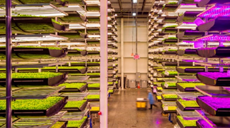 Вертикальные фермы в Украине: что, где и почем