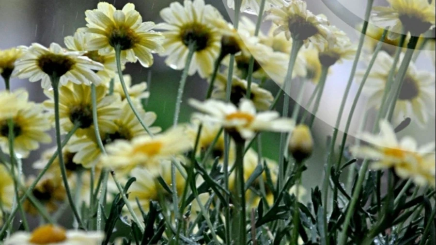 Спека до +36° і грози: що прогнозують Україні найближчими днями