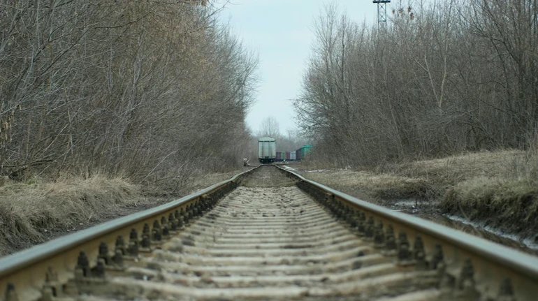Суд покарав Укрзалізницю, яка не змогла зберегти дерева на Полтавщині