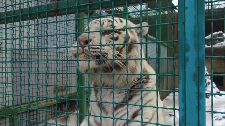 Nowhere is safe: Feldman Ecopark in Kharkiv has no plans to evacuate animals