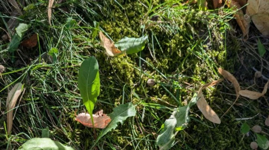 Сухо і тепло в більшості регіонів: синоптики дали прогноз на 17 вересня