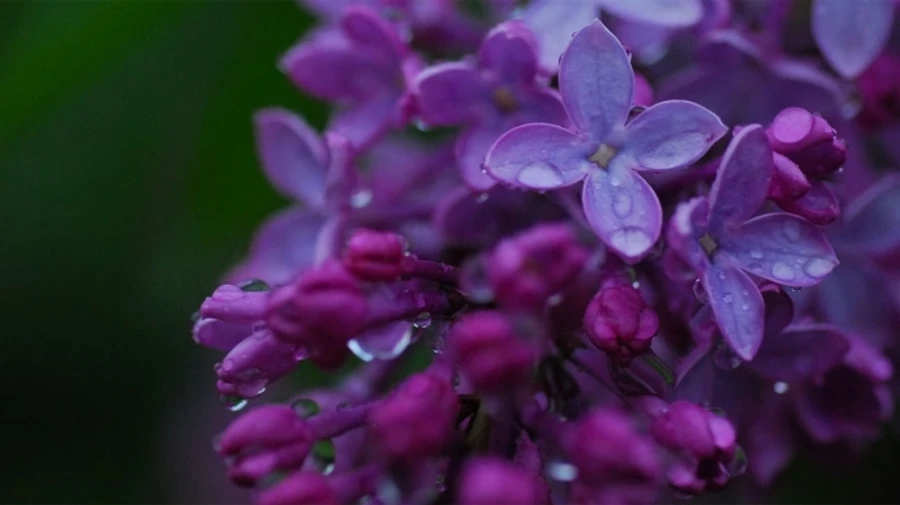 Погода зміниться: в Україну йдуть дощі і грози