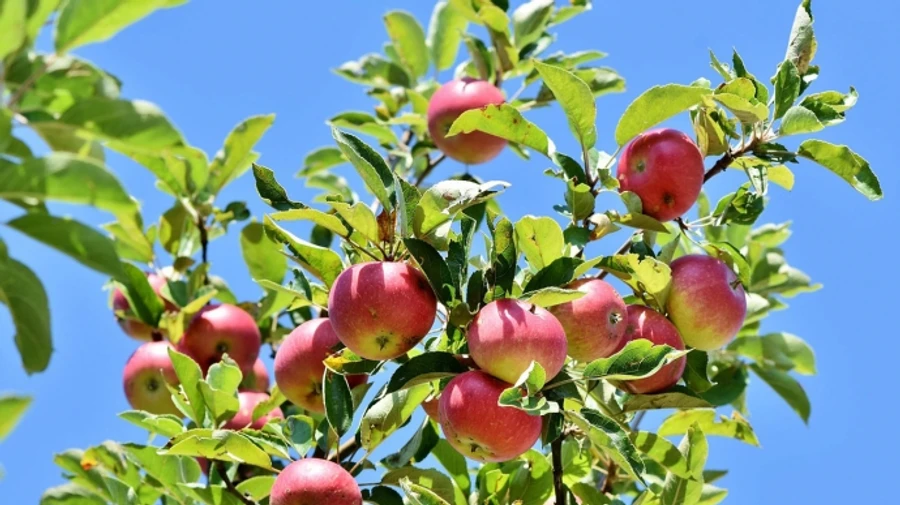 В Україні буде тепло і без опадів